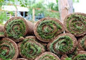 Fescue Sod In Orange County: The Expert Choice For Quality Yard Care