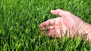 A close-up of a hand resting on lush, green grass blades, highlighting the texture and health of the grass.