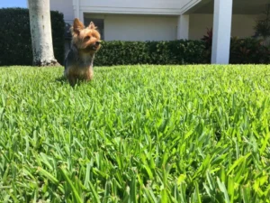 Small dog sitting on a lush, green St. Augustine grass lawn in a residential yard.