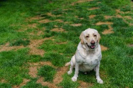 Yellow Labrador sitting on a lawn with brown, patchy grass spots.